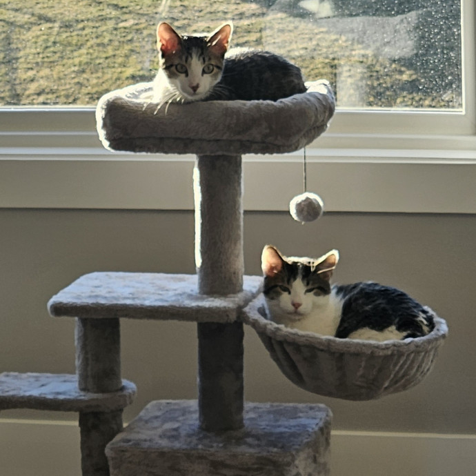 Cat Care Extraordinaire