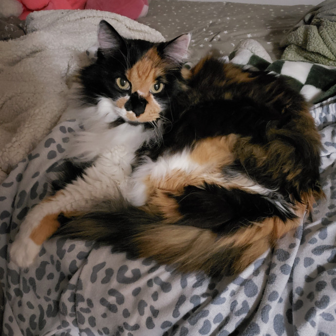 Cat Care Extraordinaire photo 3