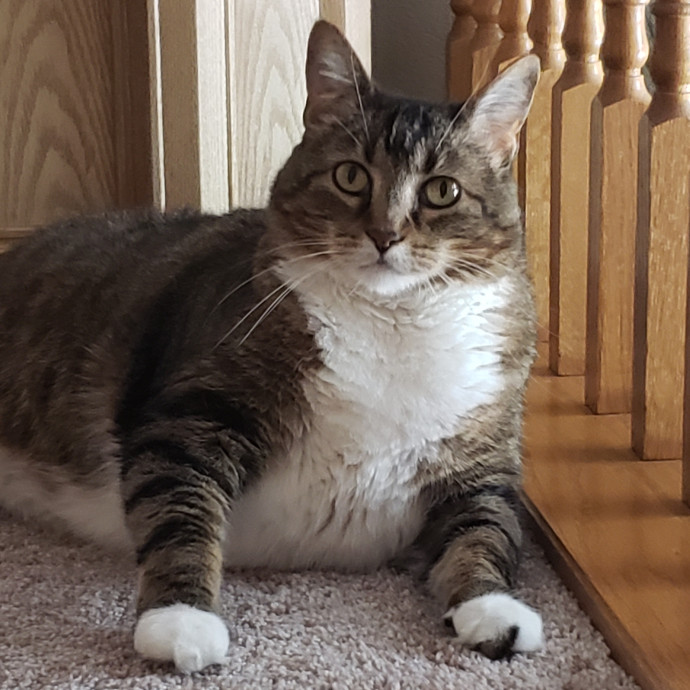 Cat Care Extraordinaire photo 2