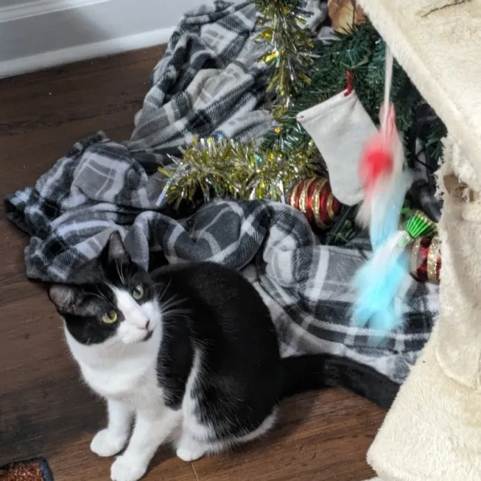Debbie's Purrfect Cat Sitting Service