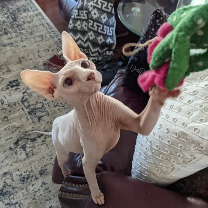 Debbie's Purrfect Cat Sitting Service