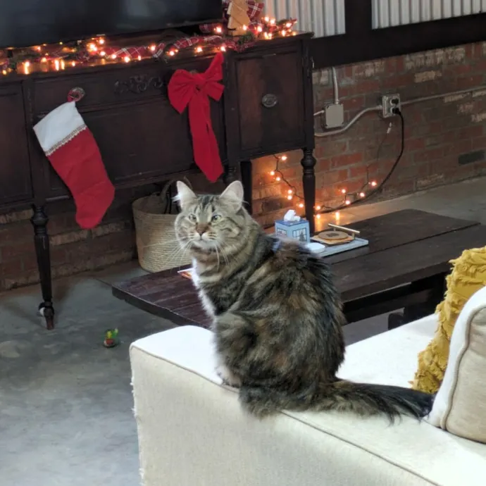 Debbie's Purrfect Cat Sitting Service