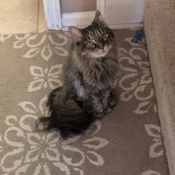 Debbie's Purrfect Cat Sitting Service
