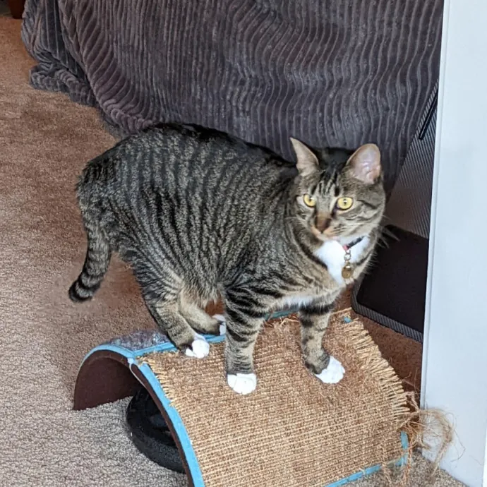 Debbie's Purrfect Cat Sitting Service