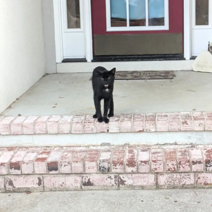 Debbie's Purrfect Cat Sitting Service