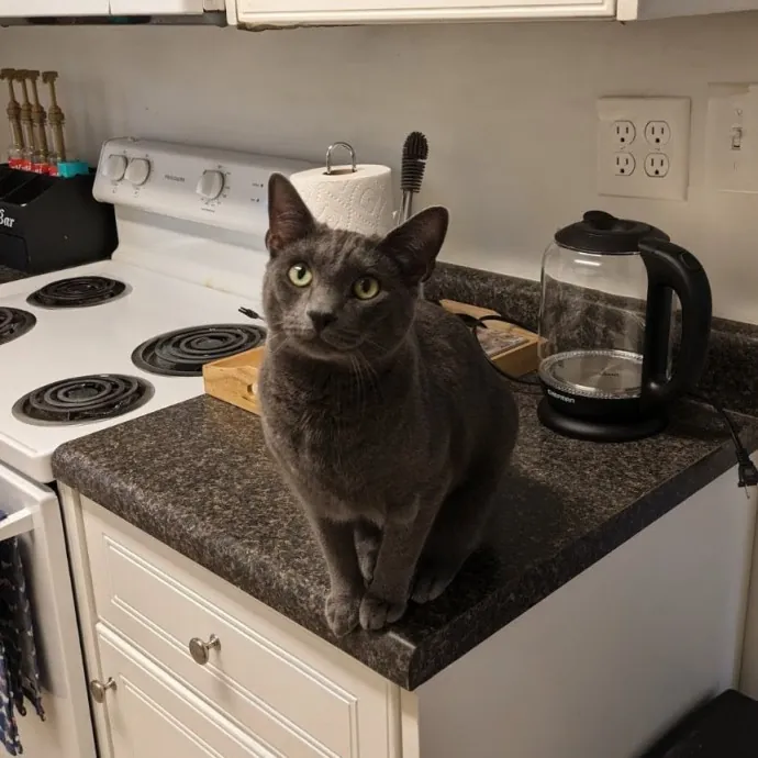 Debbie's Purrfect Cat Sitting Service