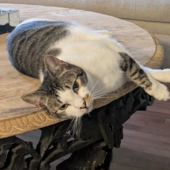 Debbie's Purrfect Cat Sitting Service