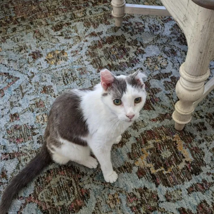 Debbie's Purrfect Cat Sitting Service