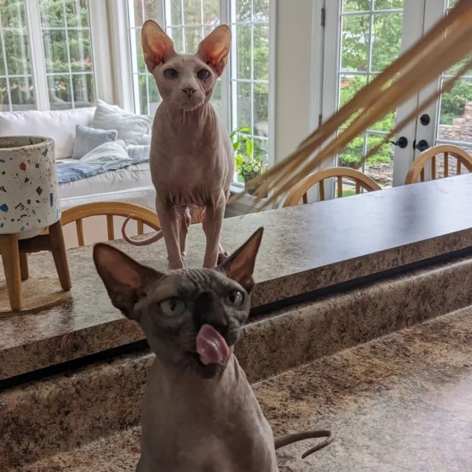 Debbie's Purrfect Cat Sitting Service