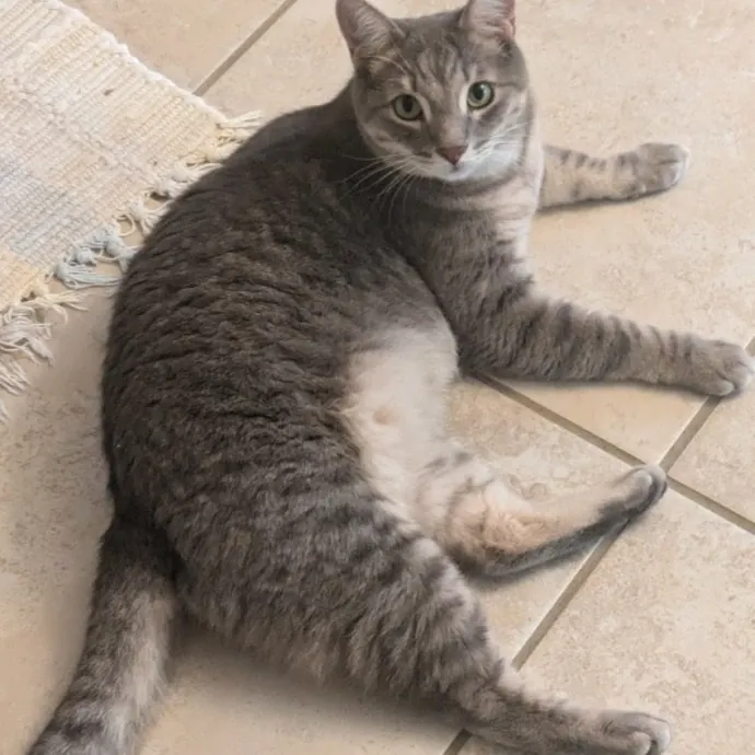 Debbie's Purrfect Cat Sitting Service