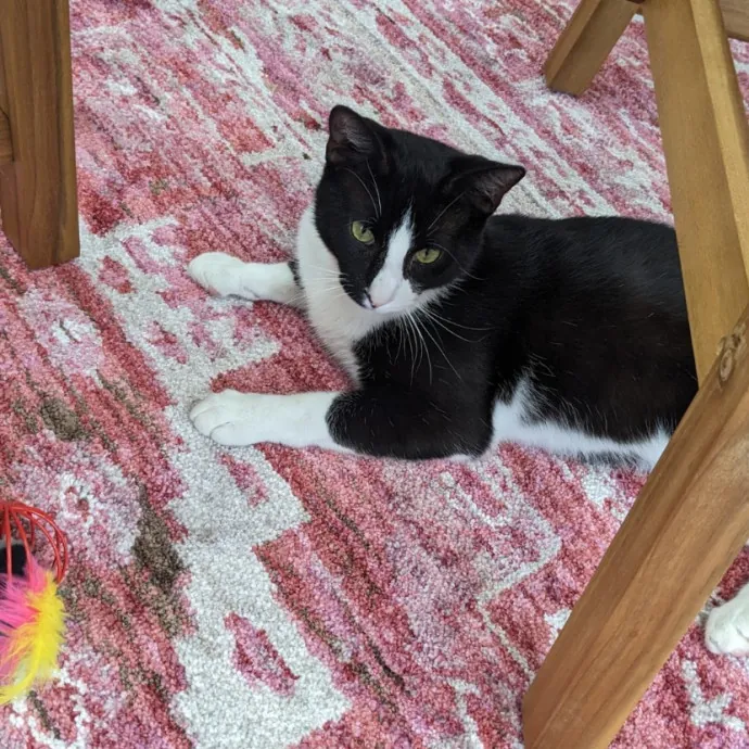 Debbie's Purrfect Cat Sitting Service
