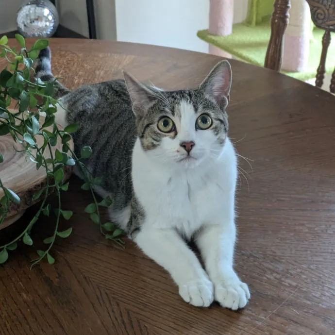 Debbie's Purrfect Cat Sitting Service