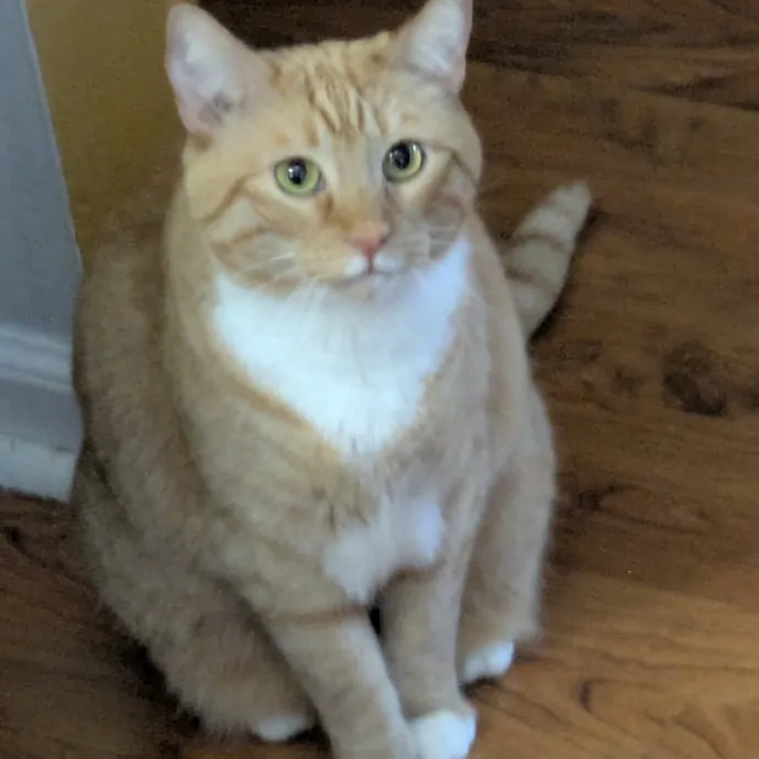 Debbie's Purrfect Cat Sitting Service