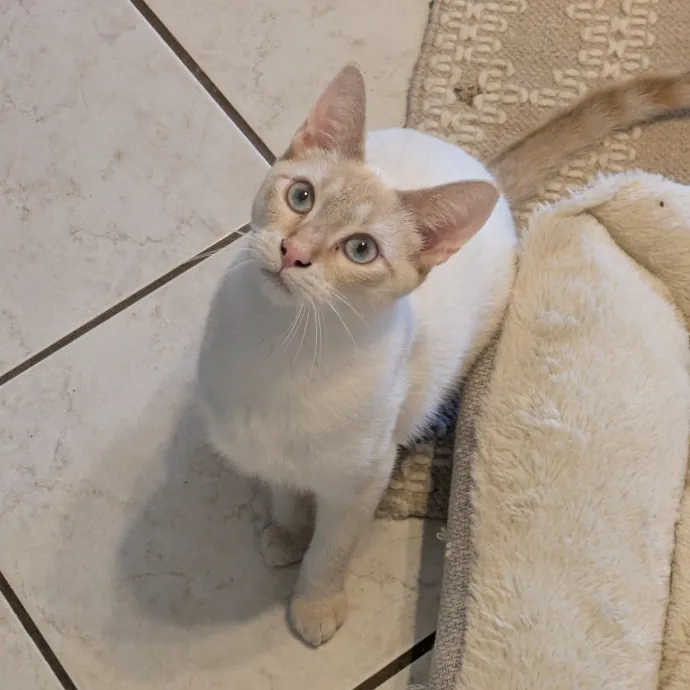 Debbie's Purrfect Cat Sitting Service