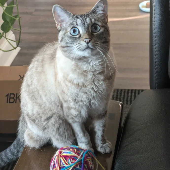 Debbie's Purrfect Cat Sitting Service