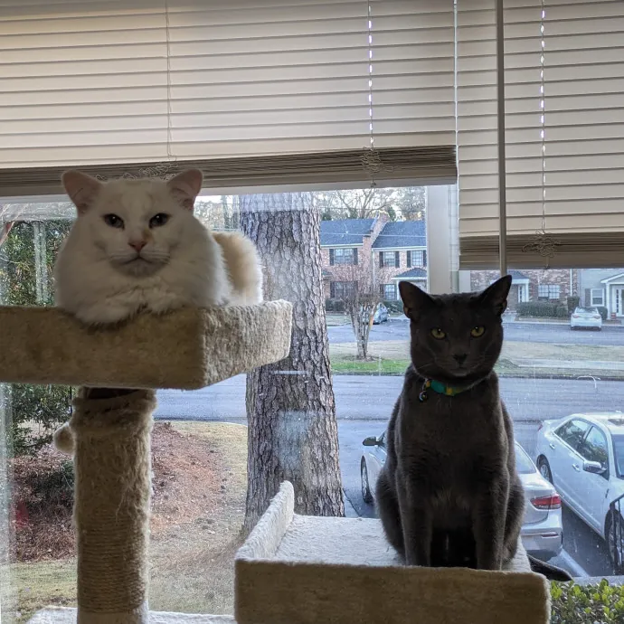 Debbie's Purrfect Cat Sitting Service