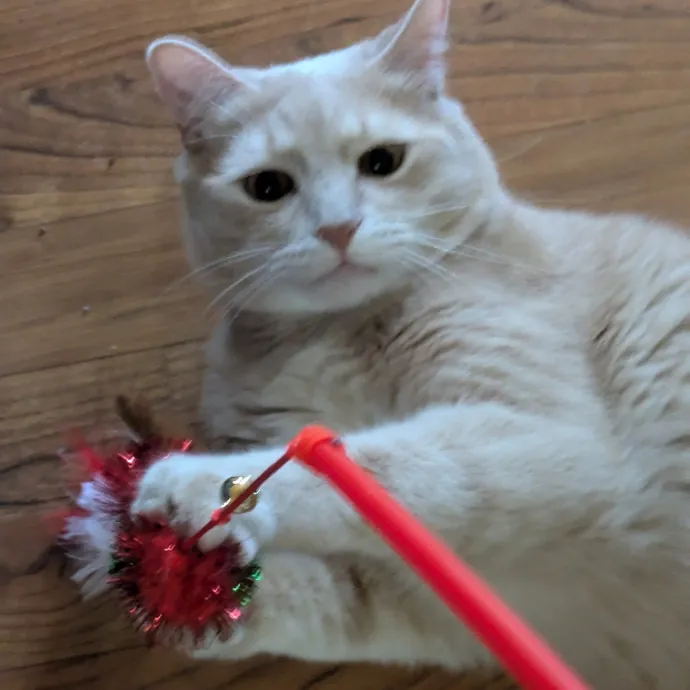 Debbie's Purrfect Cat Sitting Service