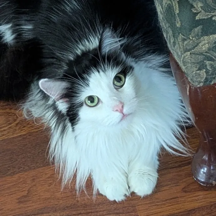 Debbie C.