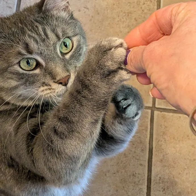 Debbie's Purrfect Cat Sitting Service