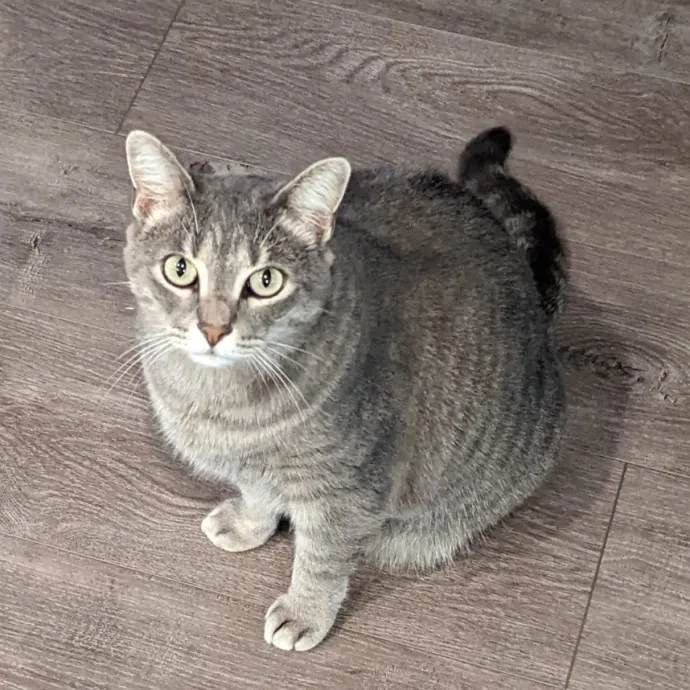 Debbie's Purrfect Cat Sitting Service