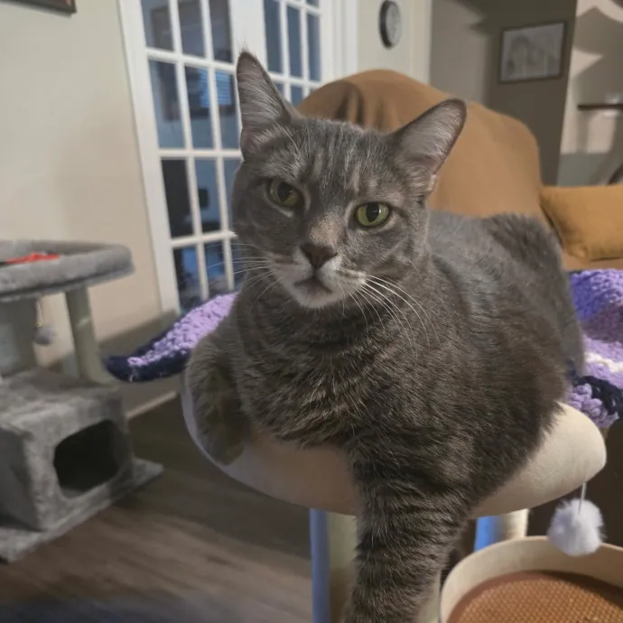 Debbie's Purrfect Cat Sitting Service