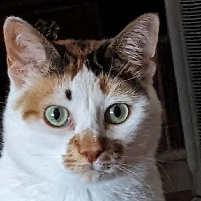Debbie's Purrfect Cat Sitting Service