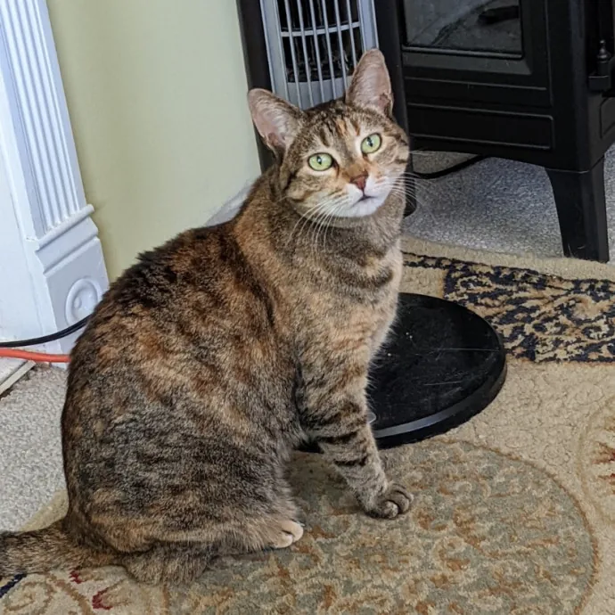 Debbie's Purrfect Cat Sitting Service