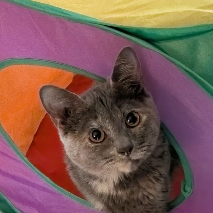 Debbie's Purrfect Cat Sitting Service photo 2