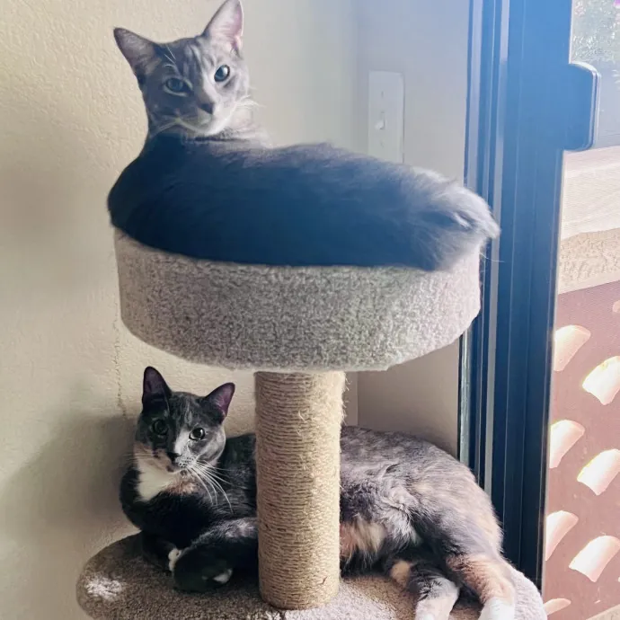 N Phoenix Kitty Conceirge