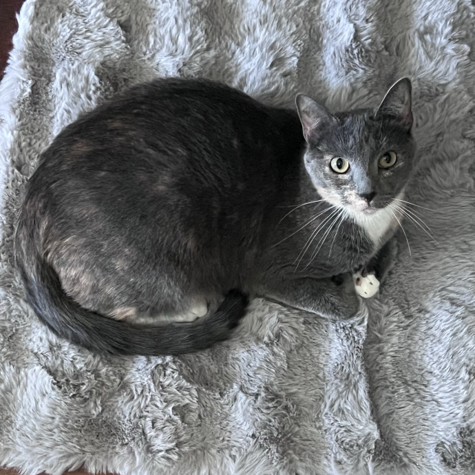 N Phoenix Kitty Conceirge