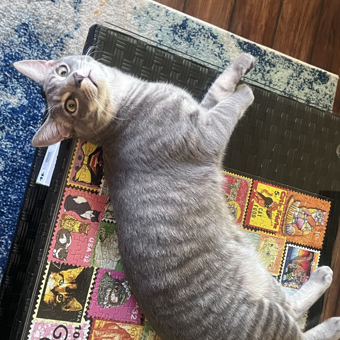 N Phoenix Kitty Conceirge
