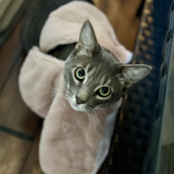 N Phoenix Kitty Conceirge photo 2