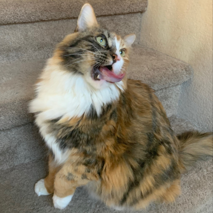 Best Las Vegas Cat Sitter