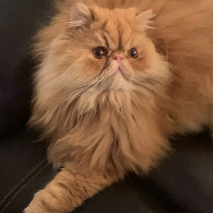 Best Las Vegas Cat Sitter