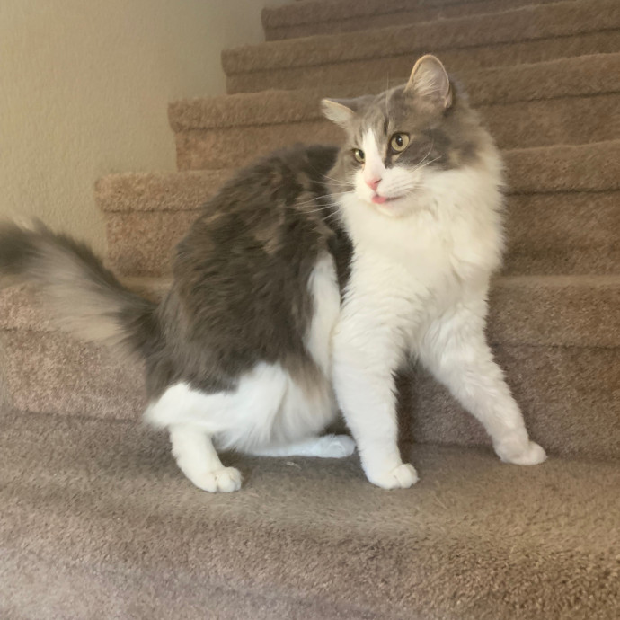 Best Las Vegas Cat Sitter