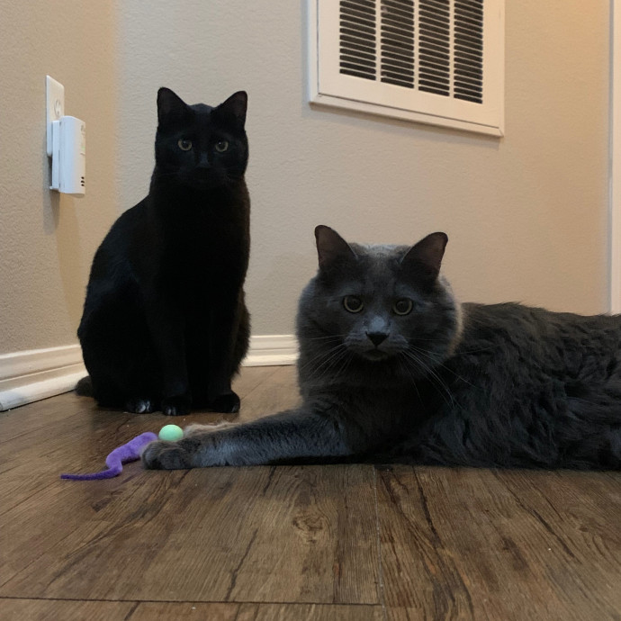 Best Las Vegas Cat Sitter