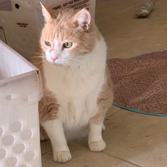 Best Las Vegas Cat Sitter