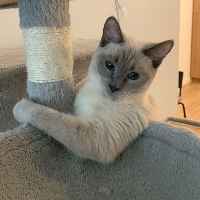 Best Las Vegas Cat Sitter