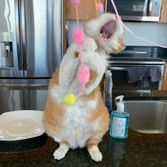 Best Las Vegas Cat Sitter