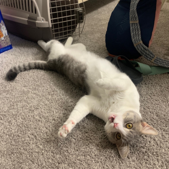 Best Las Vegas Cat Sitter