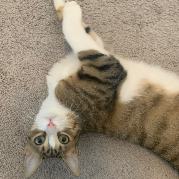 Best Las Vegas Cat Sitter