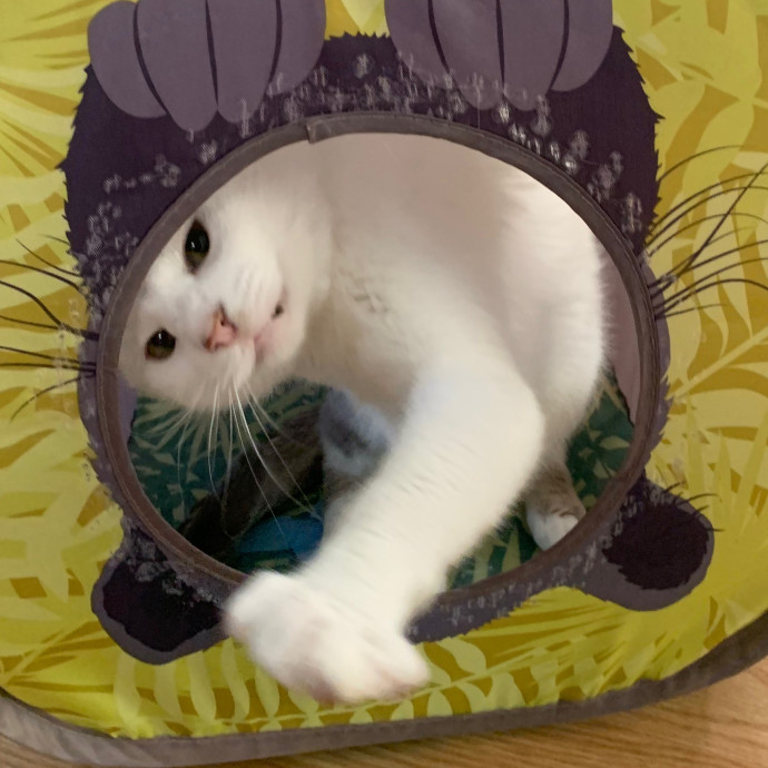 Best Las Vegas Cat Sitter