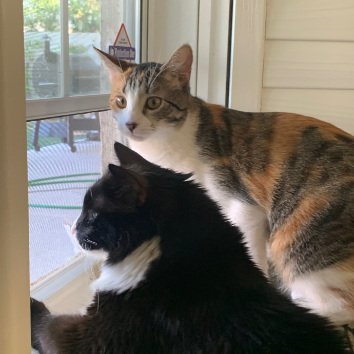 Best Las Vegas Cat Sitter