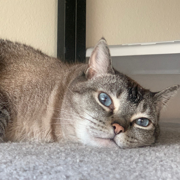 Best Las Vegas Cat Sitter