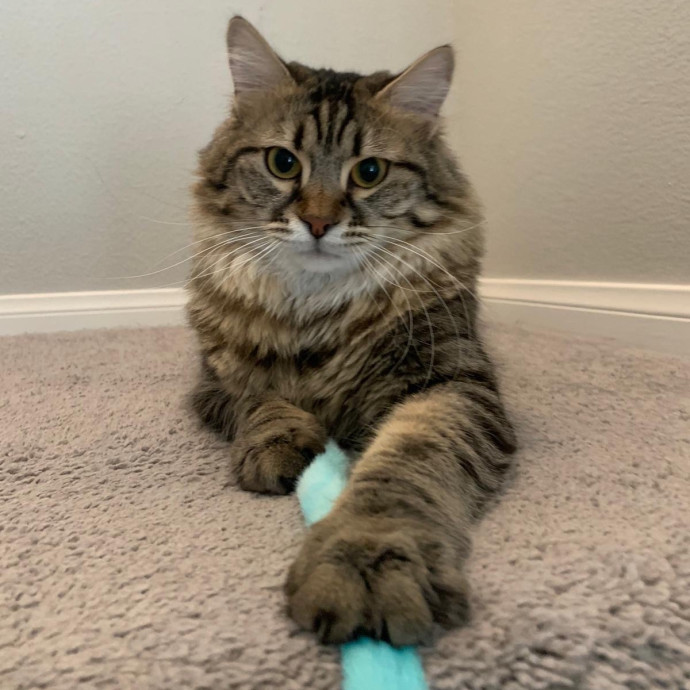 Best Las Vegas Cat Sitter