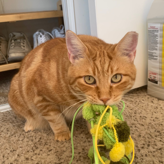Best Las Vegas Cat Sitter