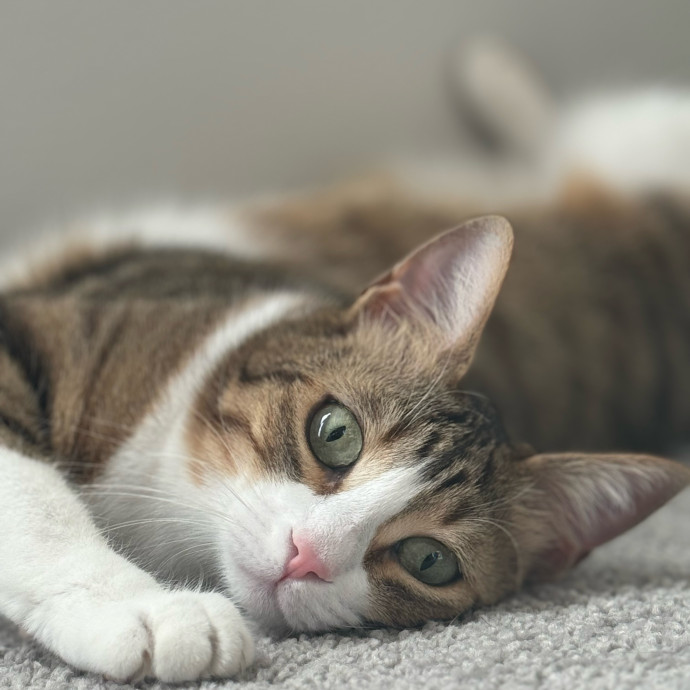 Best Las Vegas Cat Sitter