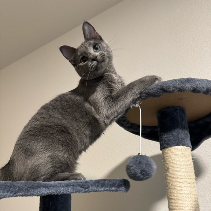 Best Las Vegas Cat Sitter