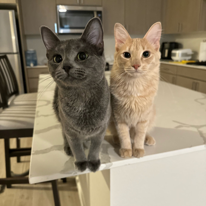 Best Las Vegas Cat Sitter