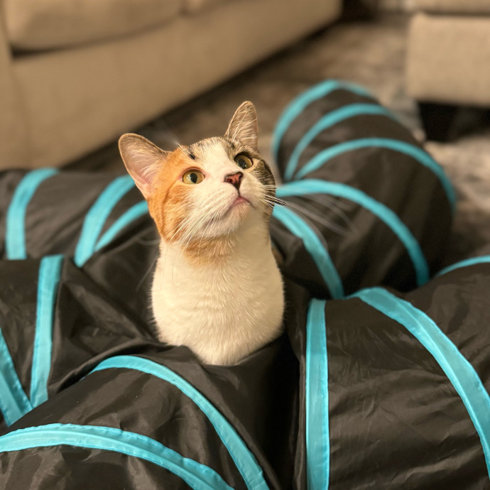 Best Las Vegas Cat Sitter